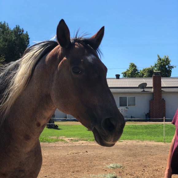 Meet your Posher, Shanel - Picture 1 of 1